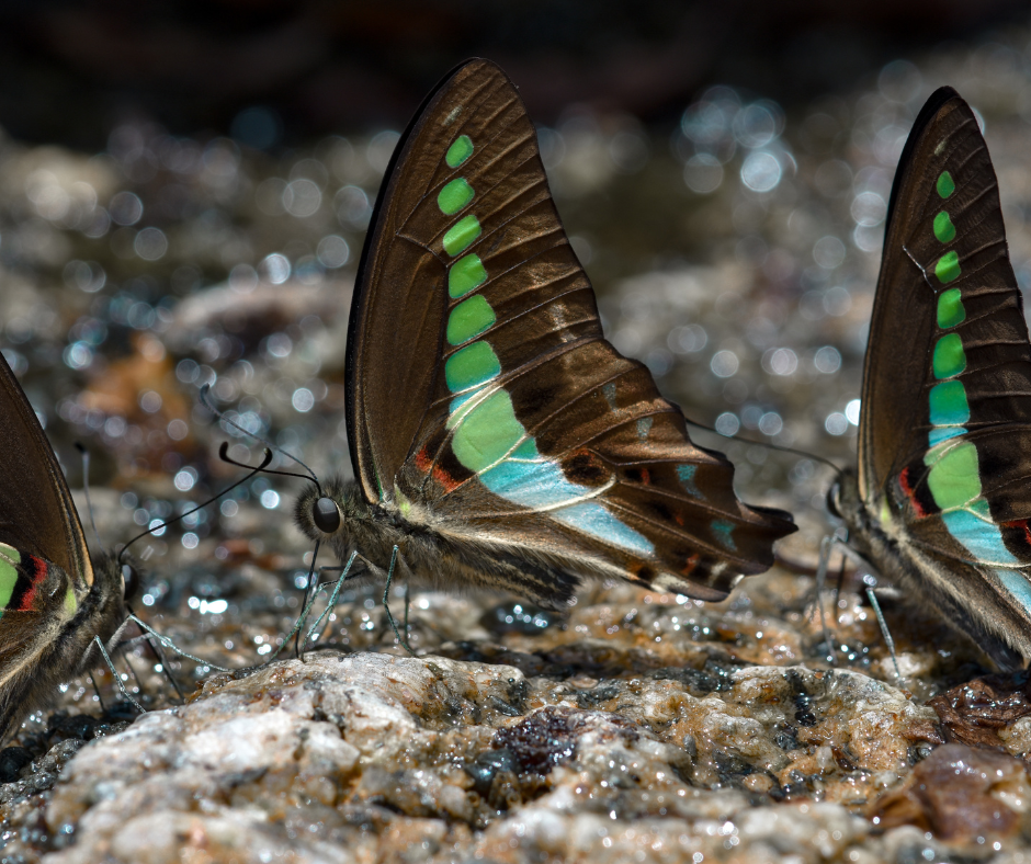 Biodiversity Conservation